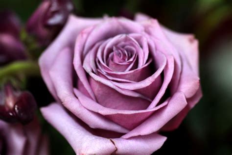 Lavender Rose Up Close Flower Free Stock Photo Public Domain Pictures