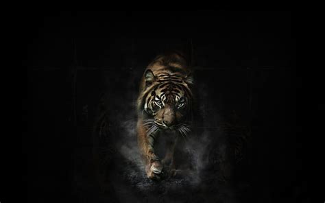 Black Tiger Wallpapers Wallpaper Cave