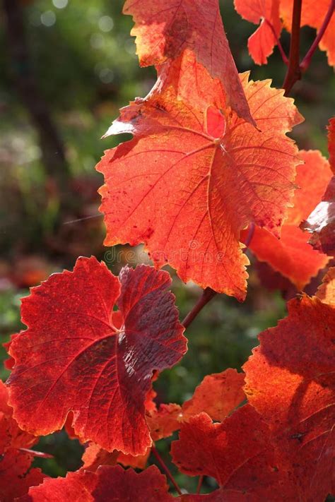 Autumn Red Vine Leaves Stock Image Image Of Sunny Autumnal 80330261