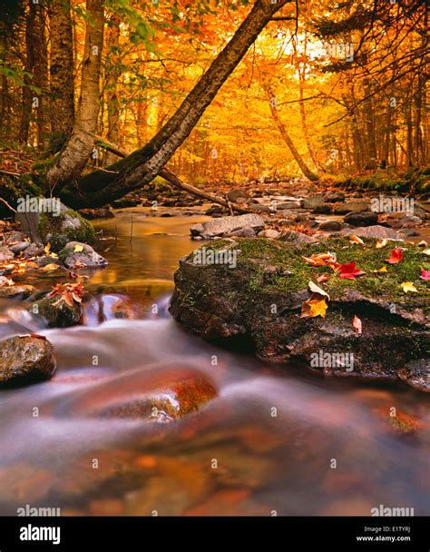 Fall Colours At Cape Breton Highlands National Park Macintosh Brook