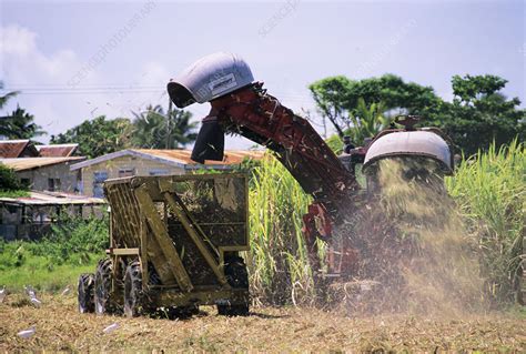 Harvesting Sugar Cane Stock Image E7680281 Science Photo Library