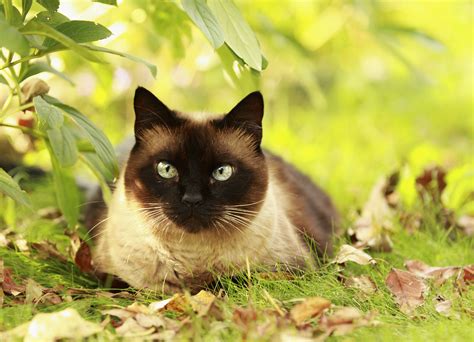 Interesting Facts About The Siamese Cat Mystart