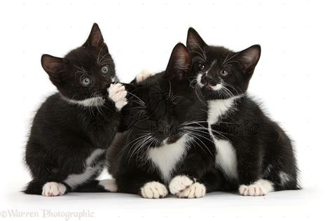 Little kitten sits and smiles. Black-and-white mother cat and kittens photo WP34472