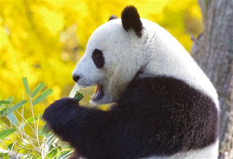 Top 10 Facts About Pandas Top10animal
