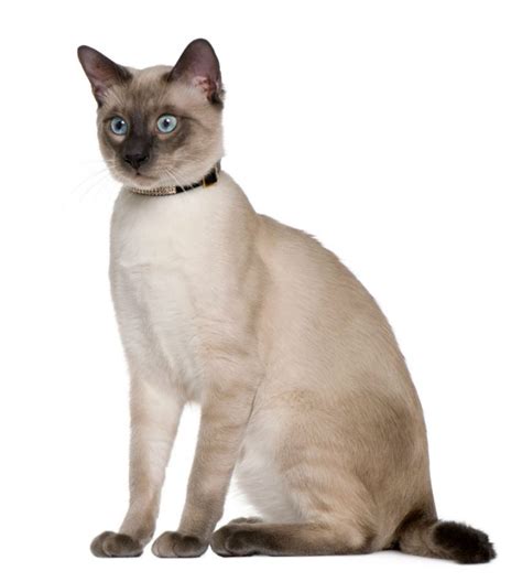 Siamese Cat Cat Breed Info And Characteristics