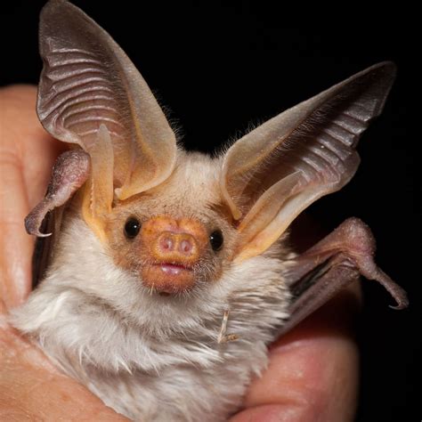 Some Breeds Of Bats Can Actually Change The Physical Structure Of Their