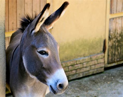These are more uncommon animals compared to horses, after all, so not as many adoption organizations exist. Donkeys - Curacao ZOO - Parke Tropikal