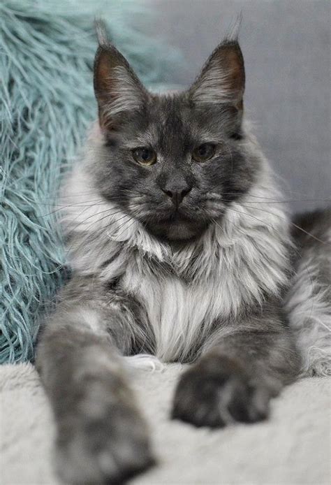 All of our maine coons are tested before coming here from europe. Pin on Maine coon, Norwegian Forest Cat, Long-furred cats