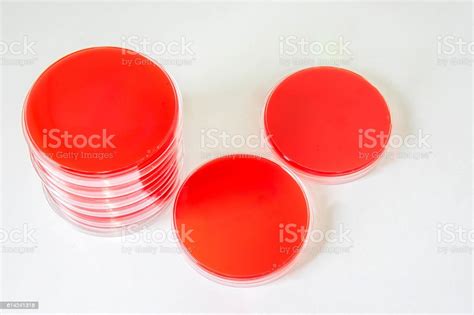 Blood Agar Plates Are Selective Media For Bacteria Growth Stock Photo