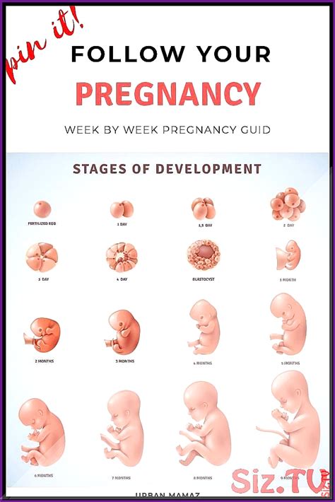Guide To The Week Week To Week Phases Of Pregnancy Guide To The Week