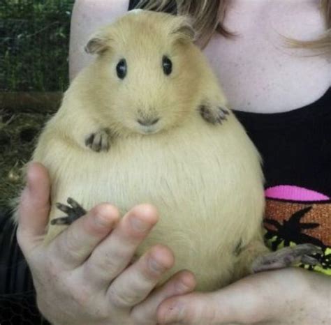 He began a program that encouraged but that meat is considered among the tastiest pork in the world. Pin on Cute Animal Pics