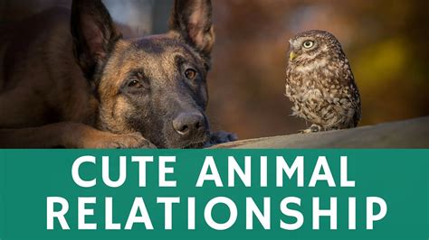 Adorable Friendship Of A Shepherd Dog And An Owl Youtube