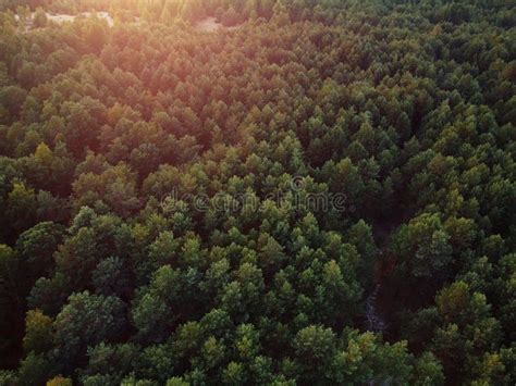 Aerial Top View Of Mixed Forest Trees Ecosystem And Healthy