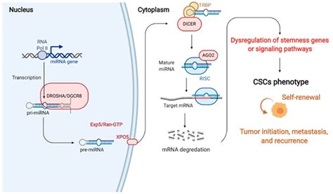 Cancers Free Full Text Roles Of Micrornas In Regulating Cancer