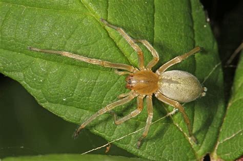 Filelong Legged Sac Spider Cheiracanthium Sp Pateros Washington