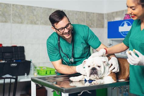 Happy Veterinarians Examining Dog In Clinic Dog At The Vet Clinic