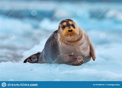 Arctic Nature Snowy Wildlife Cute Seal In The Arctic Snowy Habitat