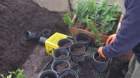 Small Green Giants Potting and or for planting By HHFarm - YouTube