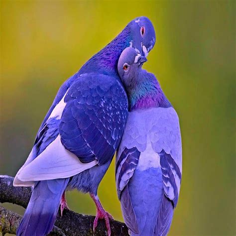 Love Bird Kissing Bonito Cute Look Nice Hd Phone Wallpaper Peakpx