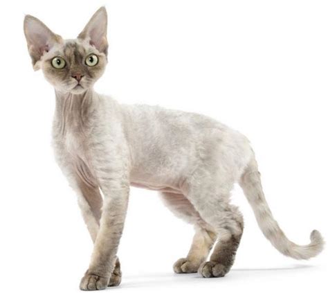 Skinny Cats Picture Of Devon Rex Kitten