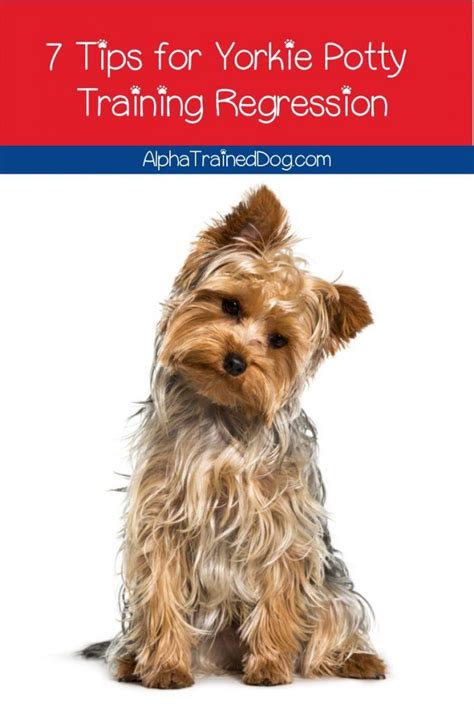 Ditulis jupiterz sabtu, 26 september 2020 tulis komentar edit. 7 Tips on Dealing with Yorkie Potty Training Regression ...