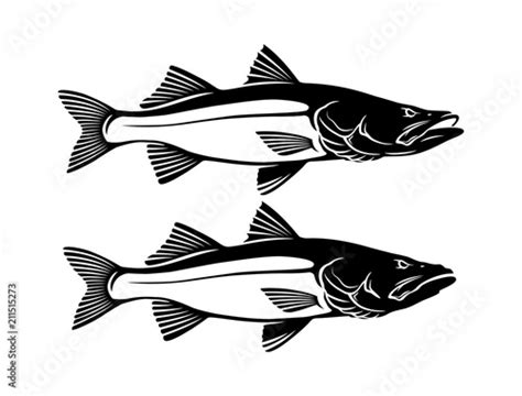 Common Snook Fish Stock Vector Adobe Stock