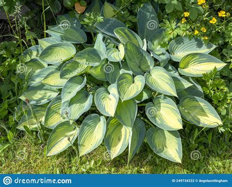 Large Hosta Plant Variety June In A Garden Stock Photo Image Of