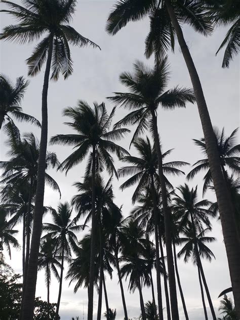 Black Palm Tree Wallpaper Life Styles