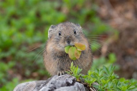 12 Pictures Of The Alpine Pika That Look Like They Re Racing Home To