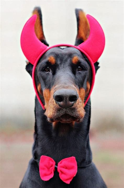 How Much Do You Know About Dobermans Petpress