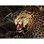 Endless Horizon First Images Of Spotted Leopard Captured In Malaysia