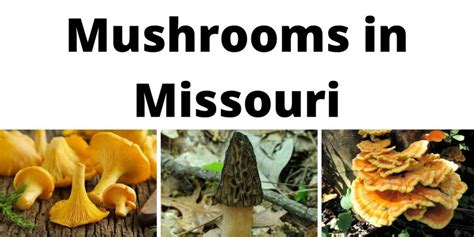 A Comprehensive List Of Common Wild Mushrooms In Missouri