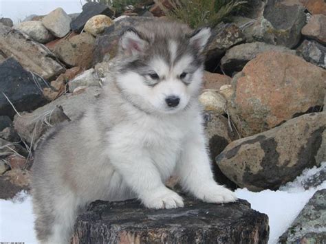 Mini Alaskan Malamute Puppy Pets Lovers