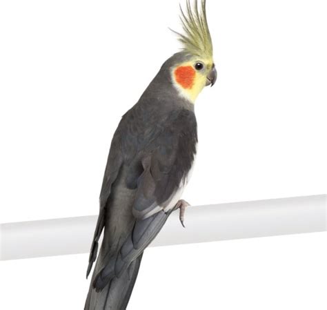 Top 5 Birds that you can Consider Keeping as Pets - The ...