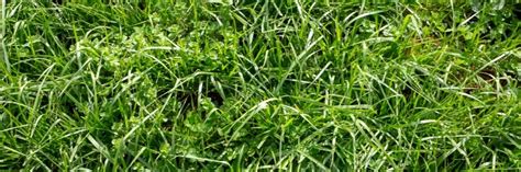 How To Get Rid Of Tall Fescue Grass