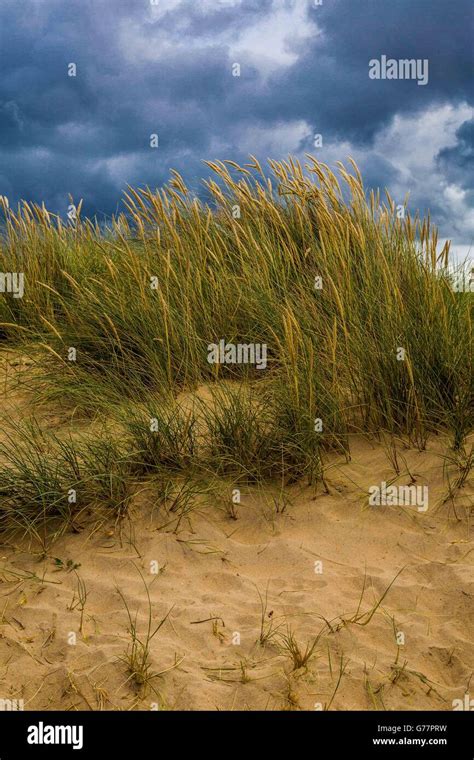 Grasses That Save Beaches Hi Res Stock Photography And Images Alamy
