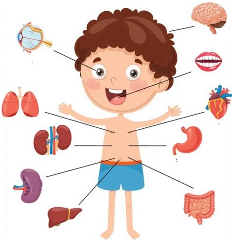 Los Organos Del Cuerpo Humano Explicado Para Niños 📌