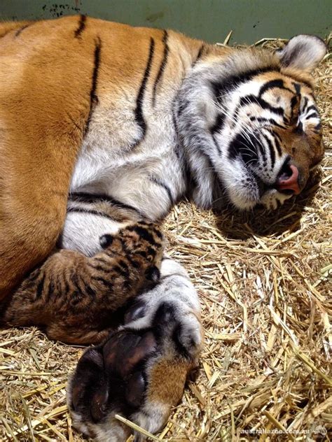 Congratulations Kaitlyn Two Sumatran Tiger Cubs Born At Australia Zoo