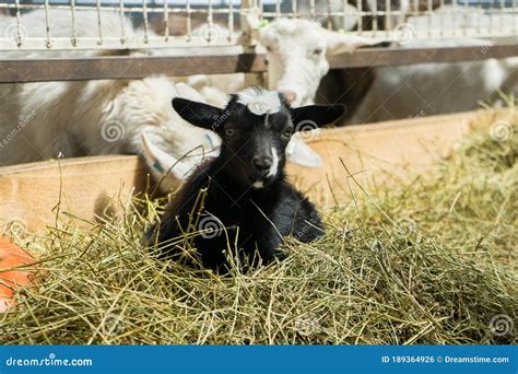 A Beautiful Little Black Goat Lies In The Hay Goats On A Farm Animal