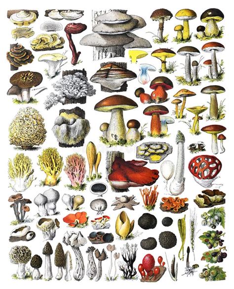 Mushrooms Collage Autumn Forest Mushrooms Scene Autumn Mushrooms View