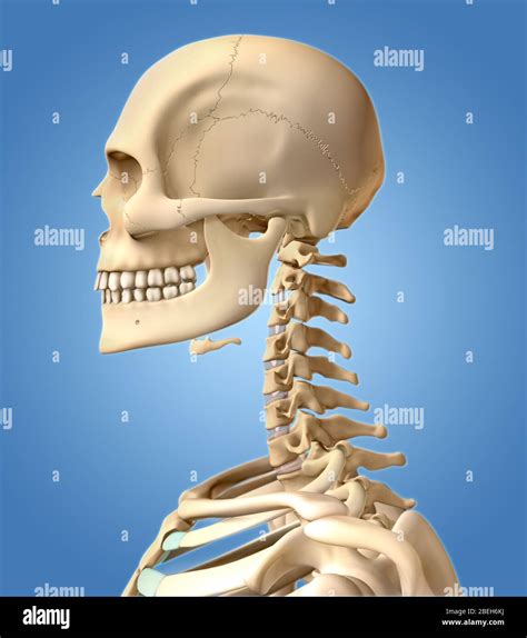 Cabeza Cuerpo Humano óseo Fotografías E Imágenes De Alta Resolución Alamy