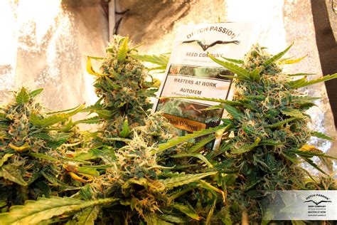 Think Different Buy Dutch Passion Cannabis Seeds