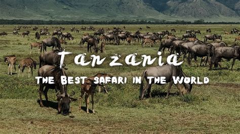 tanzania the best safari in the world exploring tanzania youtube