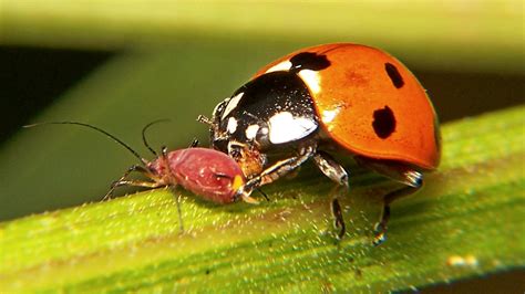 Seven Spotted Lady Beetle Eats An Aphid North American Insects And Spiders