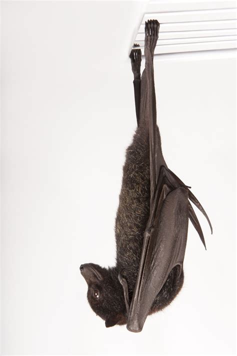 A Black Flying Fox Pteropus Alecto At The Australian Bat Clinic Bats