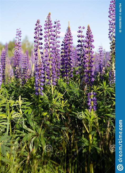 Lupine Flowers Bunch Of Lupines Summer Flower Background Stock Image