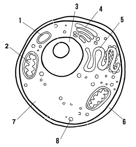 Animal Cell Sketch Animal Cell Diagram Unlabeled Tims Printables Images