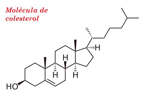 Características De Los Lípidos