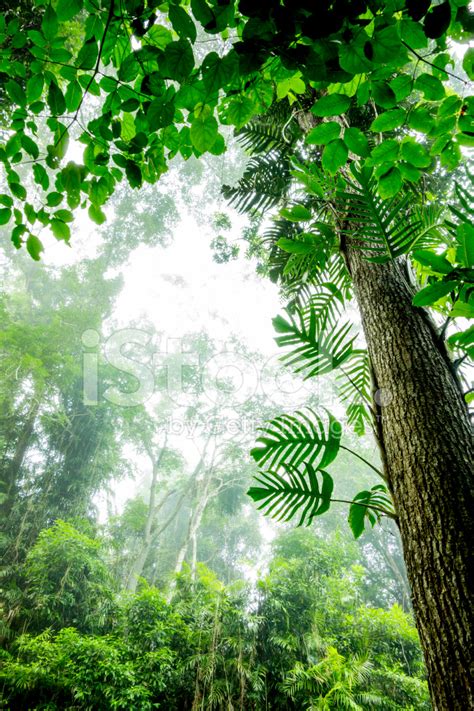 Tall Rainforest Tree And Foliage Stock Photo Royalty Free Freeimages