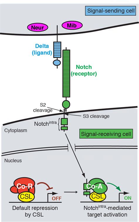 Notch Signaling And Neural Transcription Factors Sloan Kettering Institute